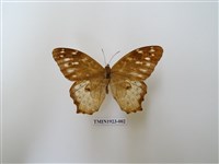 藏品(白斑蔭眼蝶)的圖片